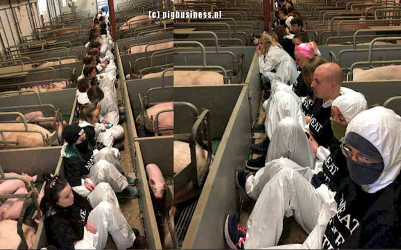 über 100 Tierrechts-Aktivisten besetzten am vergangenen Montag in den Niederlanden einen Sauenstall