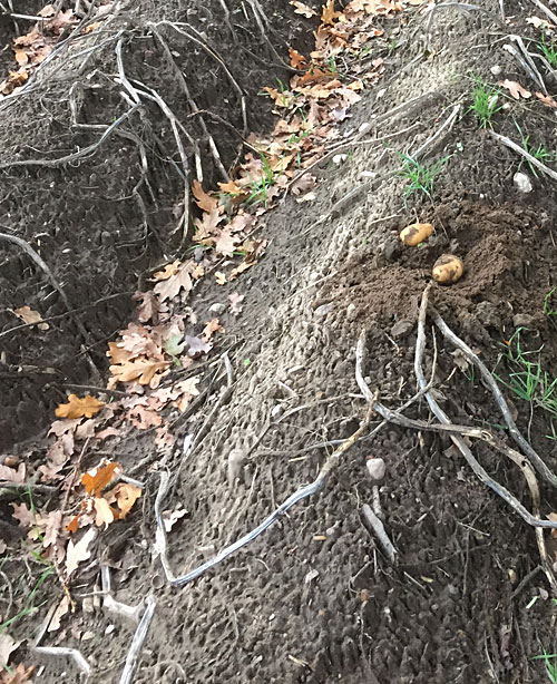 Zwei ausgegrabene Kartoffeln auf Kartoffeldamm