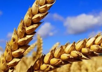 Weizen, Welthunger und der tägliche Twitterwahnsinn