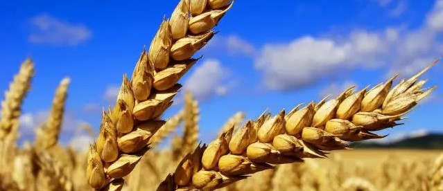 Weizen, Welthunger und der tägliche Twitterwahnsinn